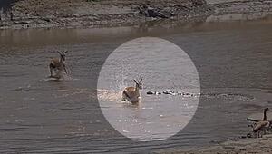 Blitzschnell ausgewichen: Gazelle entkommt lauerndem Krokodil in Kenia