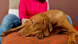 Eine Frau sitzt mit einem Hund auf einer Couch