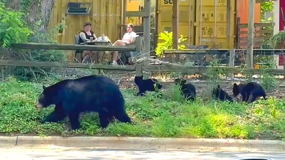 Neugieriger Nachwuchs: Mama-Bär und vier Babys besuchen Café