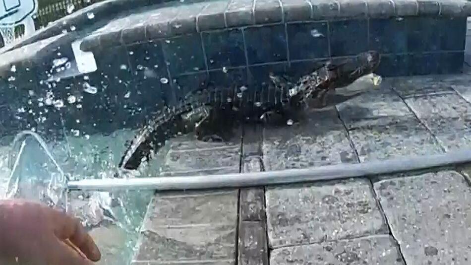 Mit blossen Händen: Polizist fischt wütenden Alligator aus Pool
