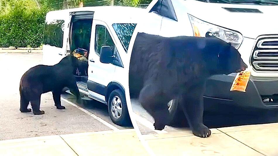 Familie will Wagen ausladen – hungriger Bär stibitzt Schweinekrusten
