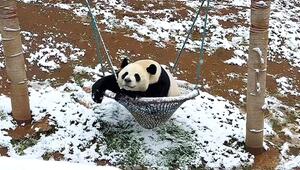 Schnee im Gehege: Rutschende Pandas können ihr Winterglück kaum fassen