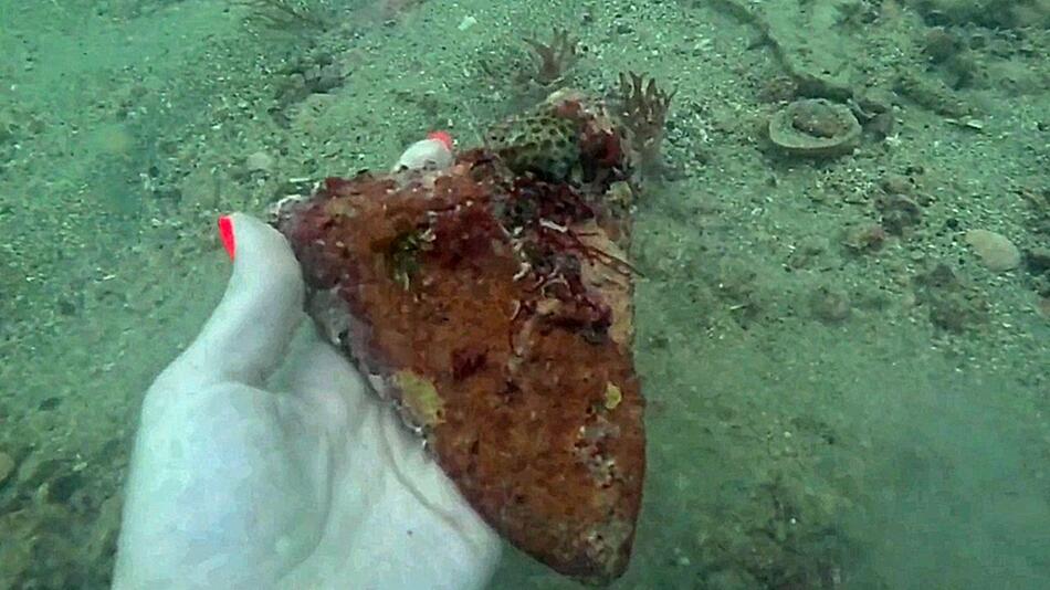 Urzeitmonster: Taucher findet seltenen Megalodon-Zahn vor Floridas Küste