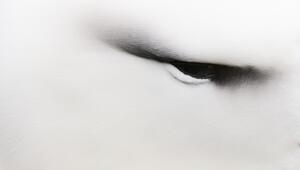 Nahaufnahme des Auges eines Albatrosses