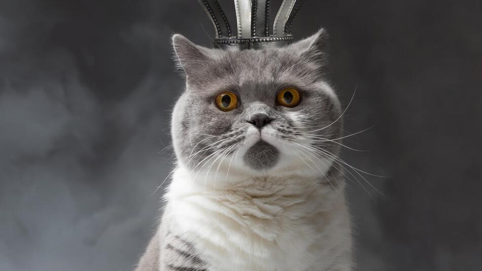 Katzenkönig