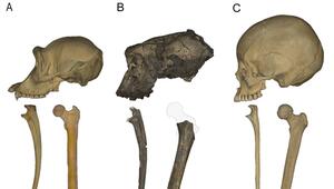 Vormensch lief schon vor sieben Millionen Jahren aufrecht