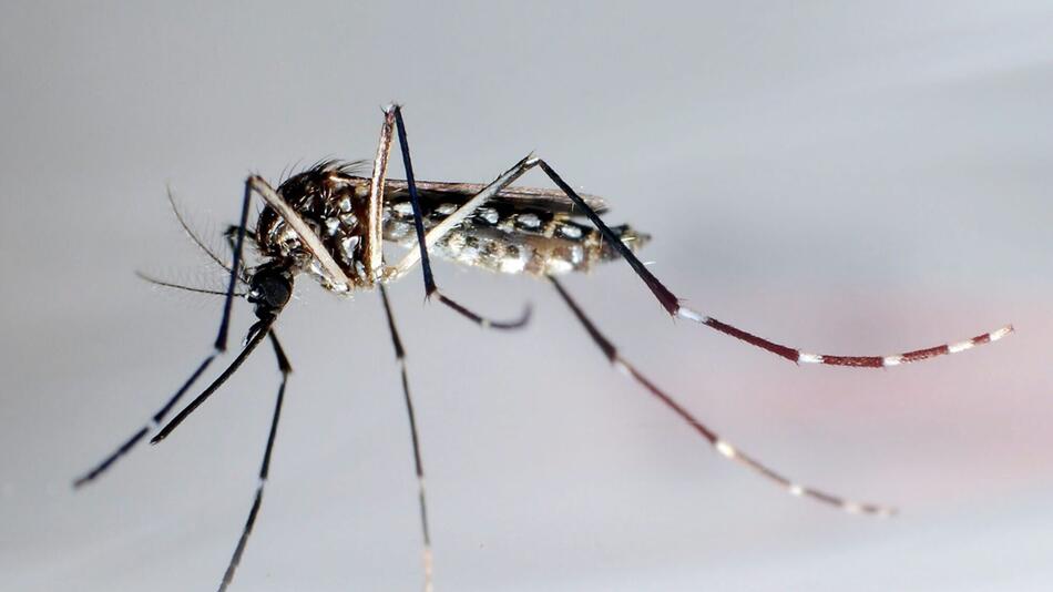 Stechmücke der Art "Aedes aegypti"