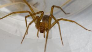 Chilenische Einsiedlerspinne in Tübingen