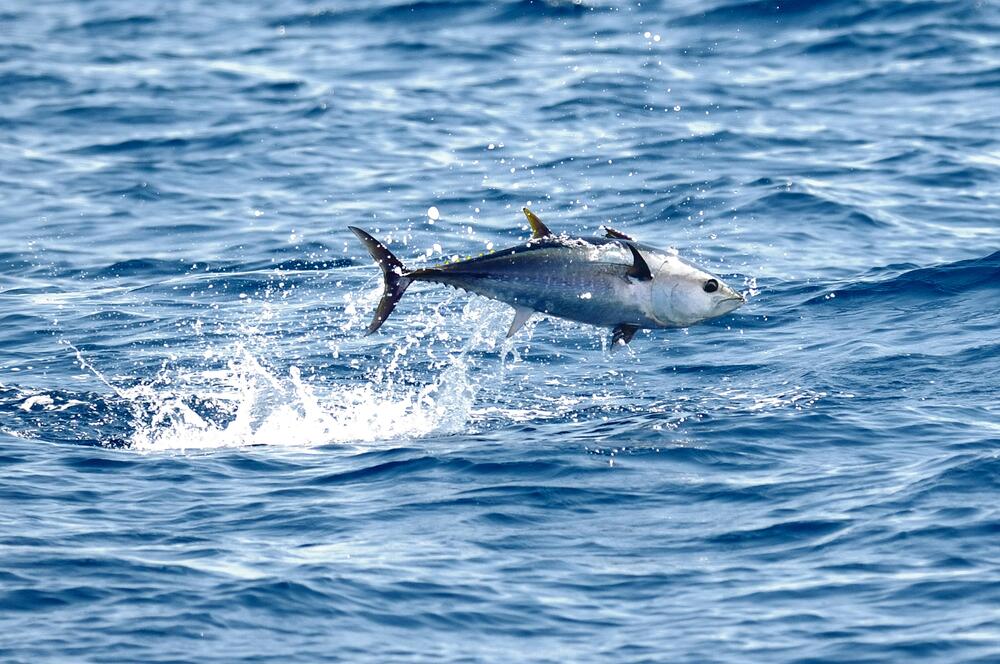 Ein Thunfisch springt aus dem Meer