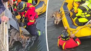 Tierrettung in Italien: Feuerwehr befreit hilflosen Wolf aus Kanal