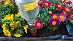 Bewässerung für Pflanzen aus einer Plastikflasche