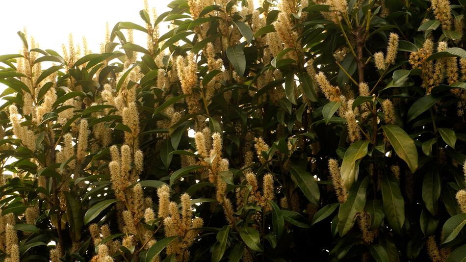 Giftiger Kirschlorbeer: Gefahr im Garten