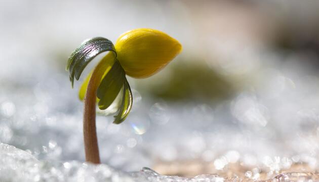 Winterling in Sachsen