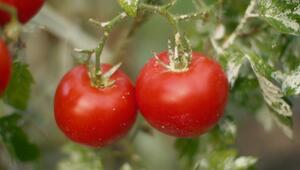 Dieses Getränk hilft gegen Mehltau bei Tomatenpflanzen