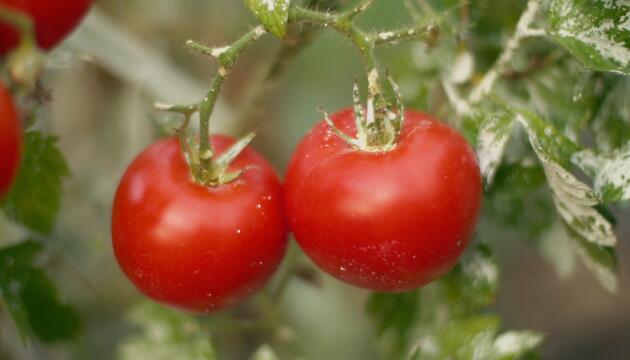 Dieses Getränk hilft gegen Mehltau bei Tomatenpflanzen