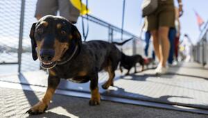 Hundepipi ade: In Chiasso muss mit Wasser nachgespült werden