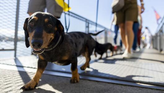 Hundepipi ade: In Chiasso muss mit Wasser nachgespült werden