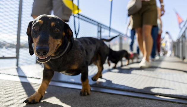 Hundepipi ade: In Chiasso muss mit Wasser nachgespült werden