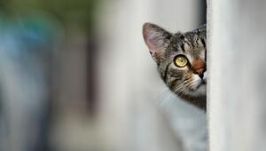 Katze