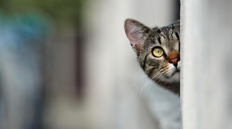 Katze