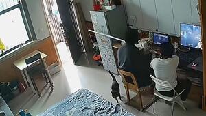Hausarrest für Katze: Besitzer tricksen Vierbeiner mit Stab aus