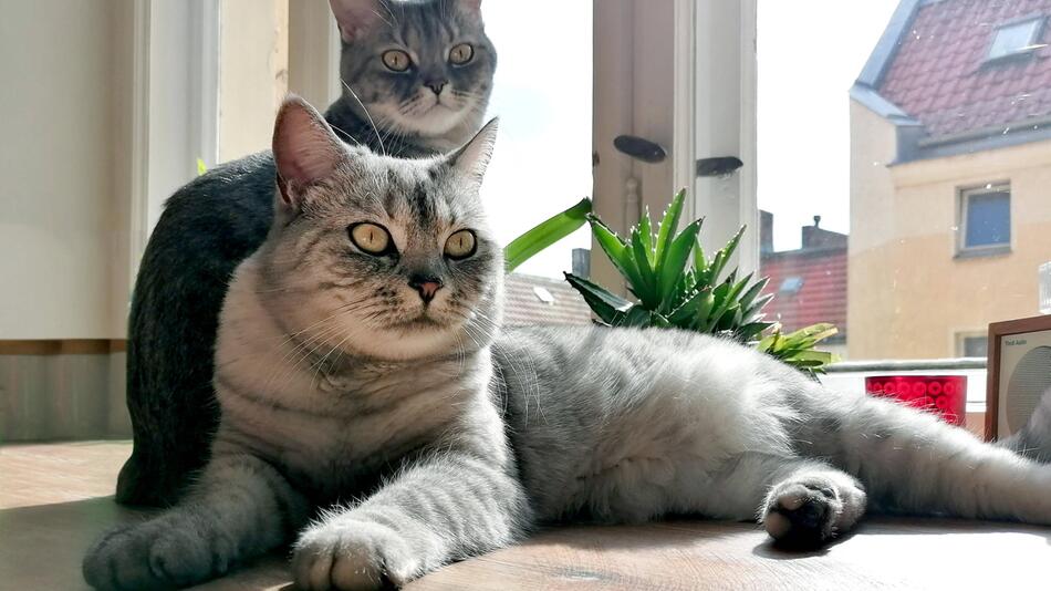 Katzen in der Wohnung