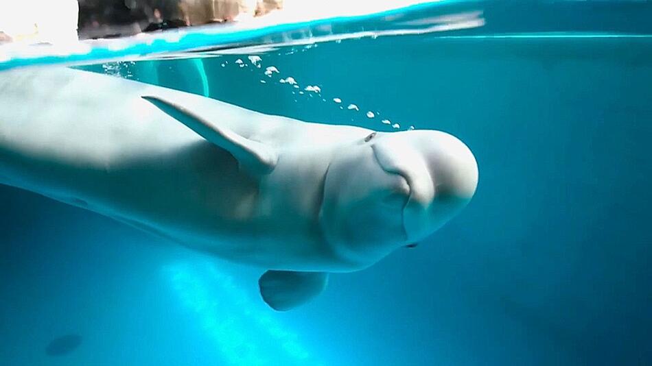 Wal-OP mit Vollnarkose: Beluga unterzieht sich weltweit ersten Eingriff in Chicago