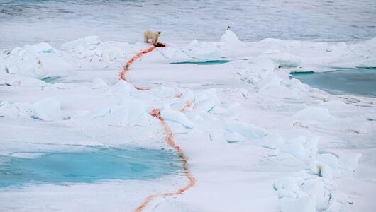 Eisbär mit Beute, die eine Blutspur durch den weissen Schnee zieht