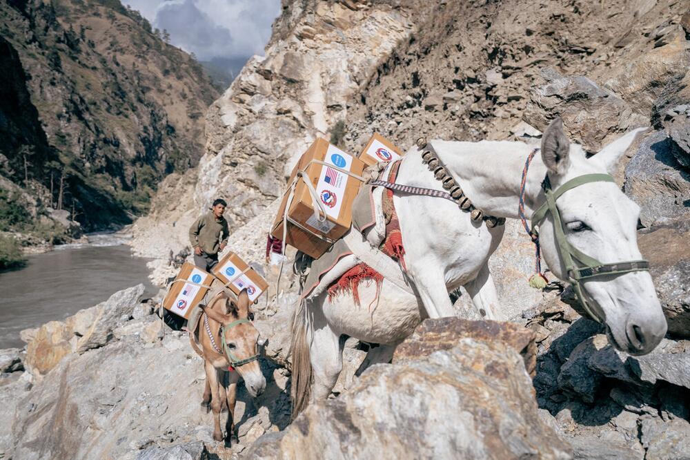 Maultiere bringen Meidkamente in die Berge