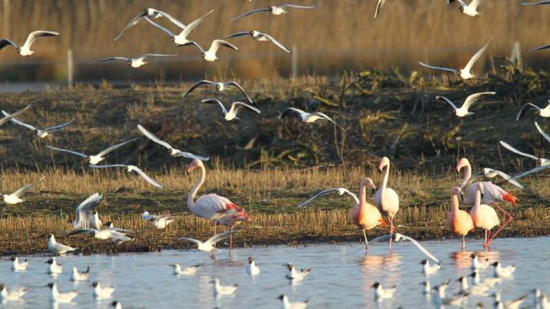 Flamingos und Lachmöwen