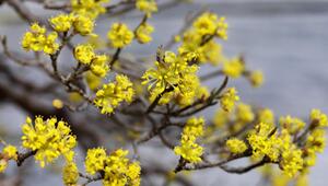 Winterblühende Sträucher für den Garten: Viele bieten Bienen erste Nahrung