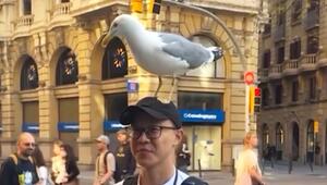 Zwischenstopp: Möwe landet auf Kopf eines Touristen in Barcelona