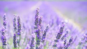 Tipps für Lavendelblüte