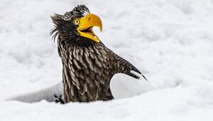 Seeadler, Nikon Comedy Wildlife Awards