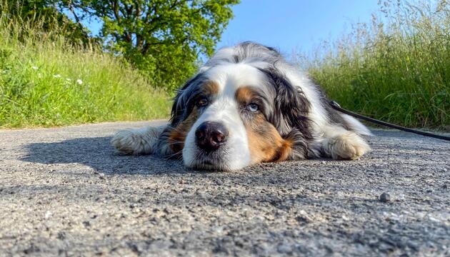 Hund liegt in der Sonne.
