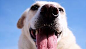 Hund hechelt bei warmen Wetter