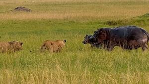 Mutige Mutter: Nilpferd-Mama verteidigt Kalb gegen Löwenrudel in Kenia