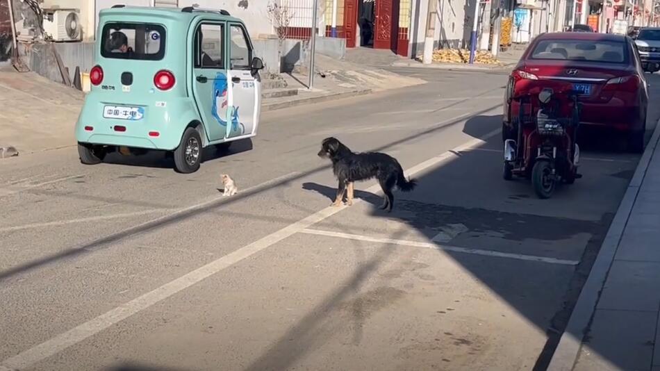 Hund und Katze