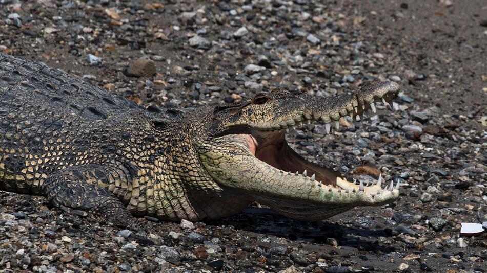 Krokodil in Indonesien