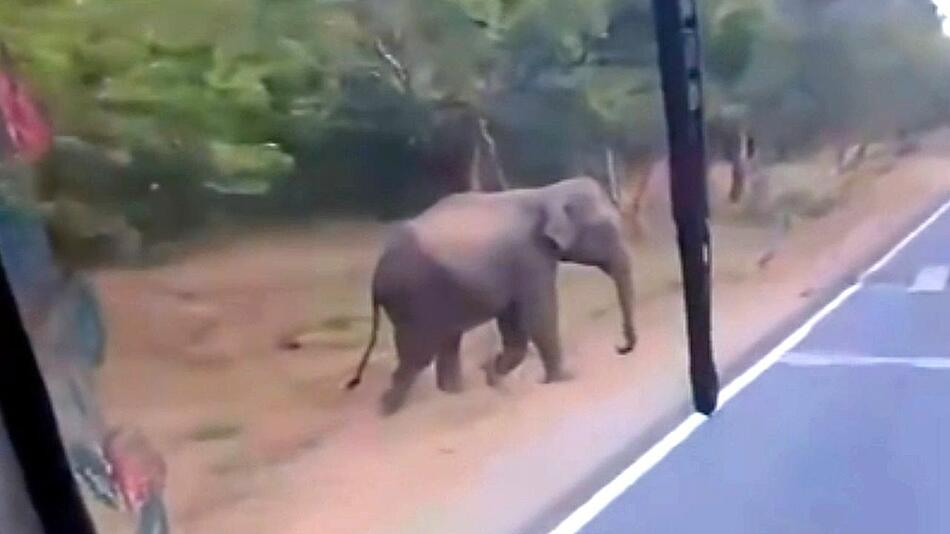 Tierischer Wegelagerer: Elefant stoppt Zuckerrohr-Lkw