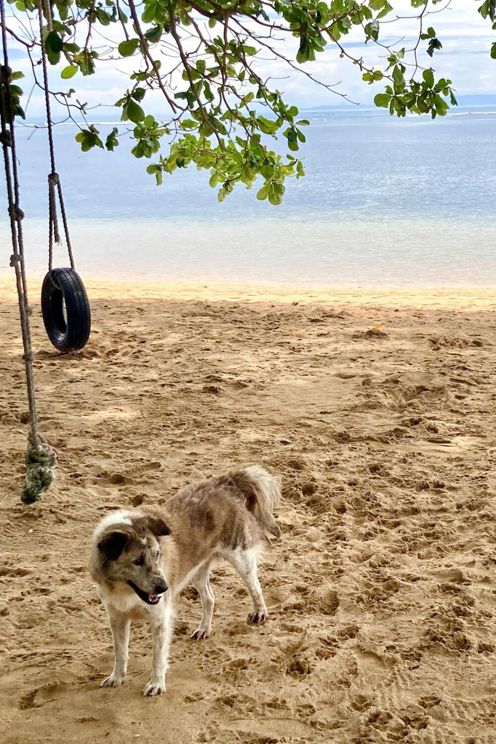 Strassenhund ist an einem Strand in Sanur auf Bali zu sehen