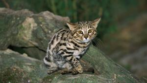 Eine Schwarzfusskatze sitzt auf einem Ast.