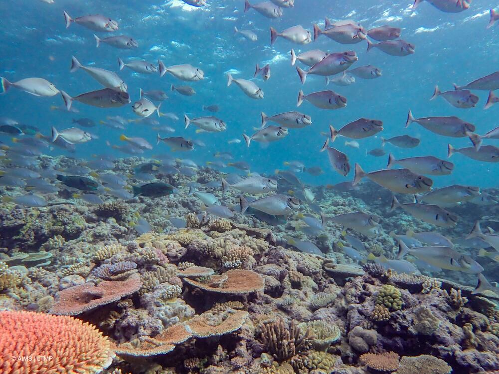 Korallensterben am Great Barrier Reef