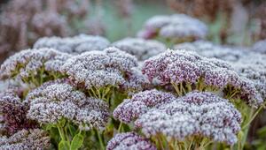 Eine mit Frost bedeckte Fette Henne.