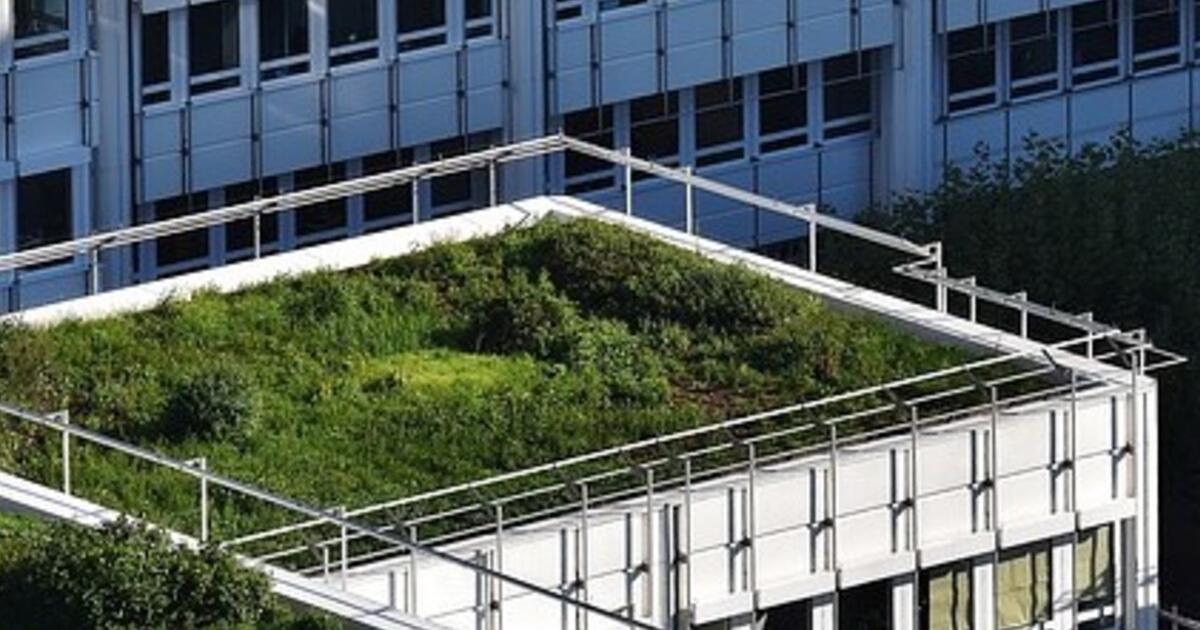 Dachbegrünung: Mit diesen Pflanzen wird dein Dach grün