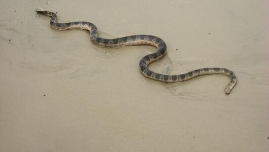 Seeschlange australien