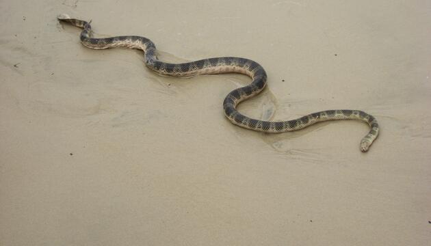 Seeschlange australien