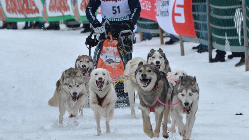 Husky-Rennen