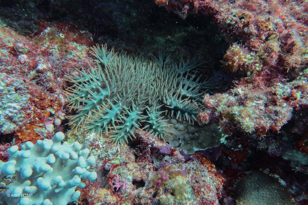 Korallensterben am Great Barrier Reef