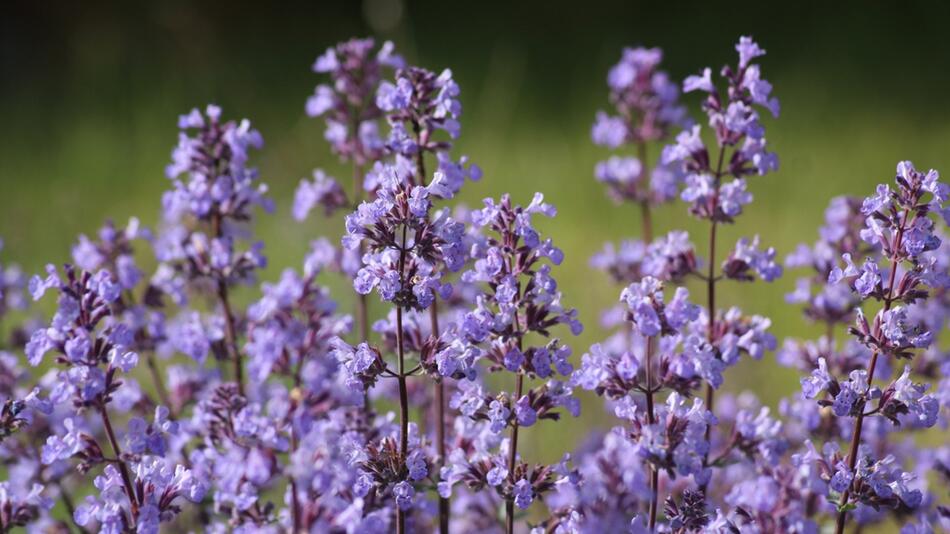 einfache Gartenpflanzen für Anfänger:innen